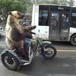 Bear Riding Motorcycle Sidecar Video Part 2